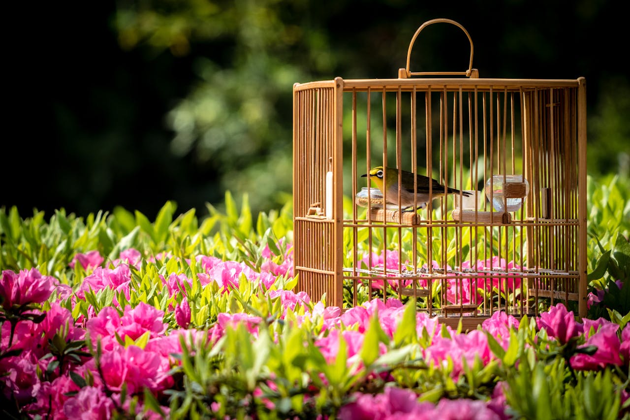 Services A bird sits in a bamboo cage surrounded by vibrant pink azaleas in a sunny garden.