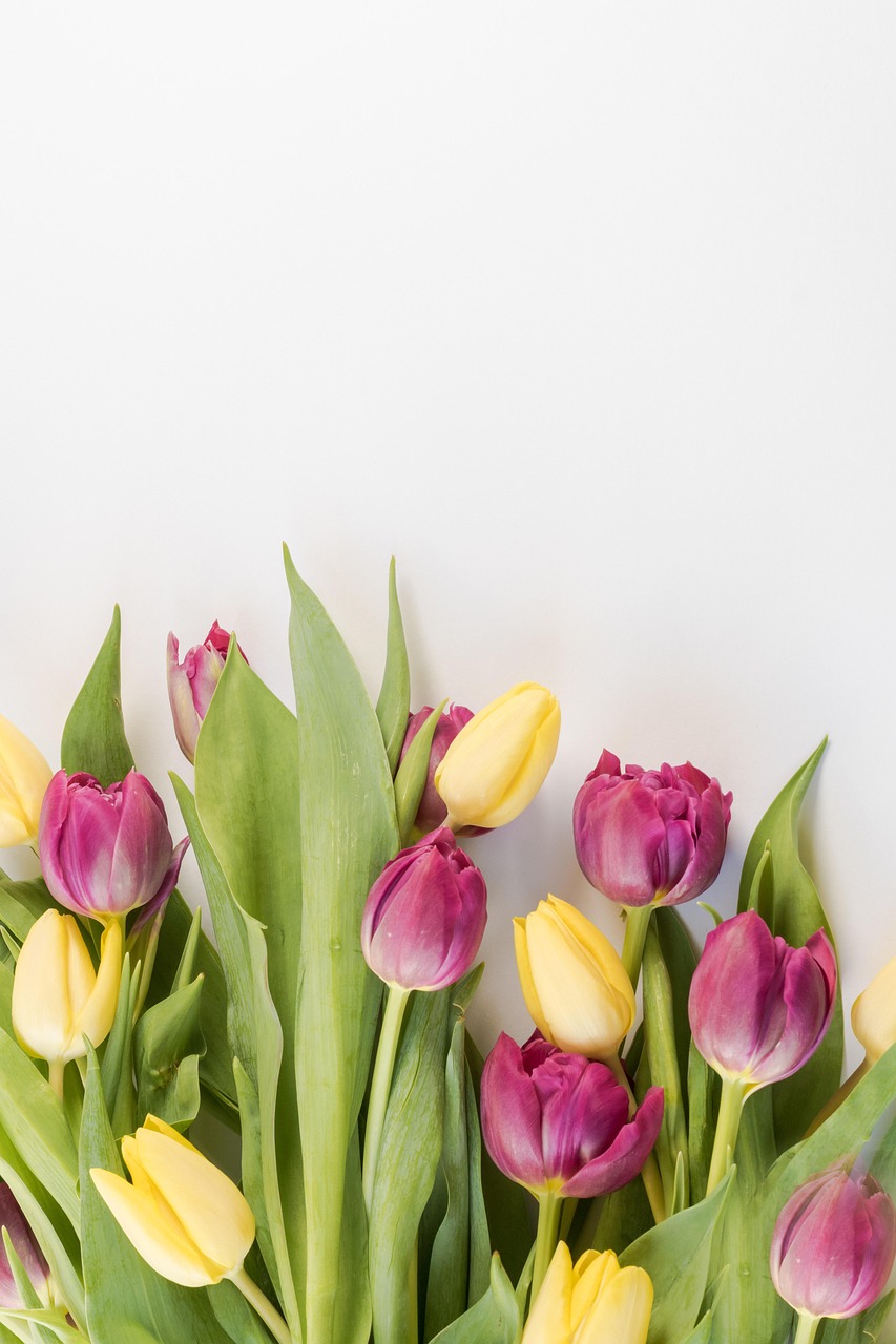 Home flowers, tulips, background, netherlands, floral background, spring, flower wallpaper, garden, flora, holland, botany, bloom, flower background, beautiful flowers, blossom, growth, beautiful wallpaper, nature, seasonal